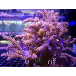 Favites sp.war coral