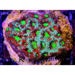 Favites sp.war coral